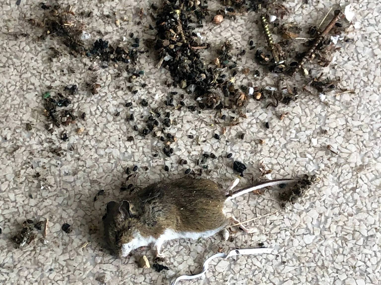 rodent-decontamination-service