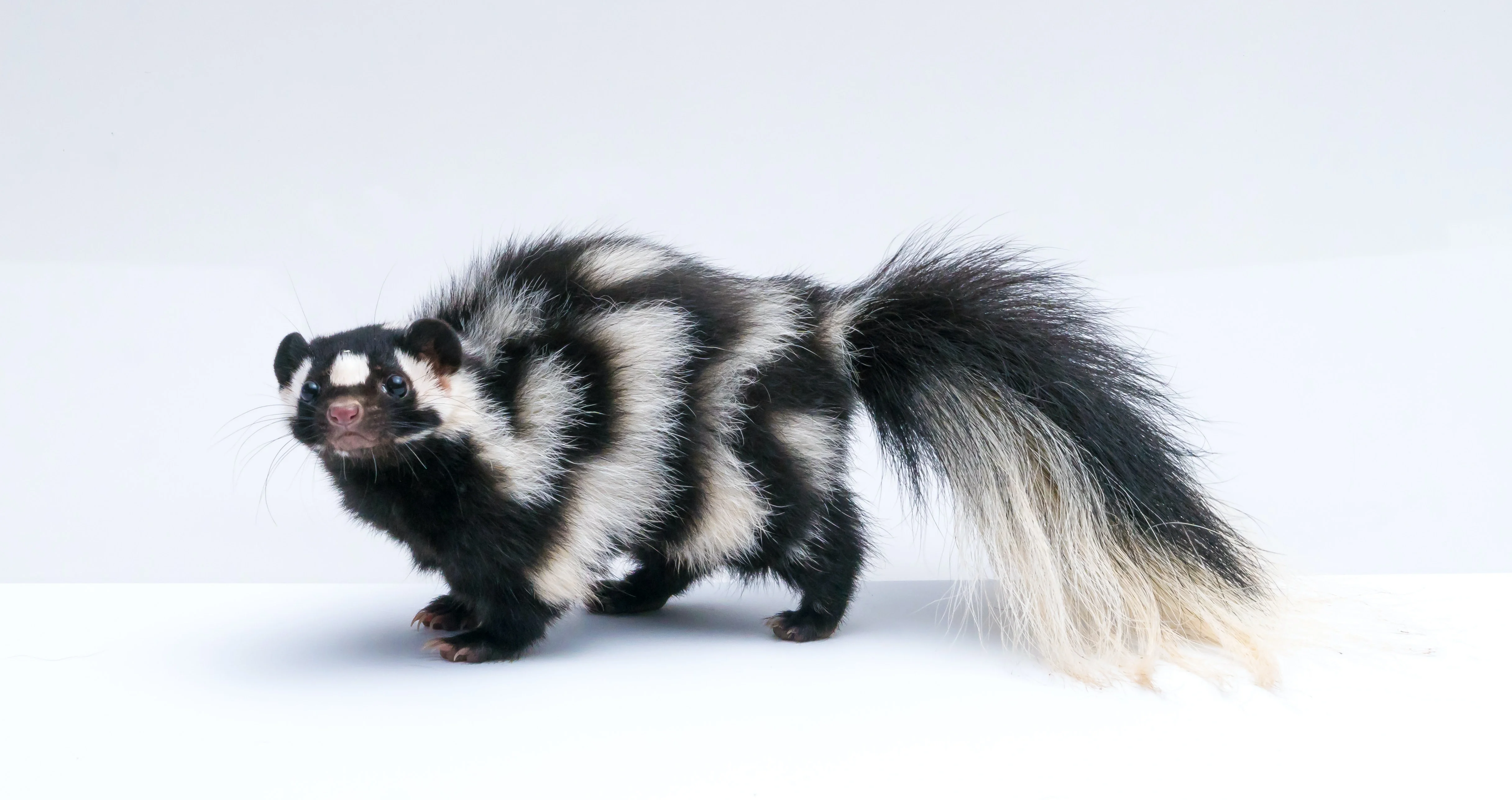 skunk-odor-removal-service
